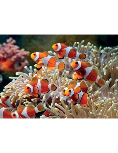 Opalovací mléko ve spreji SPF 15